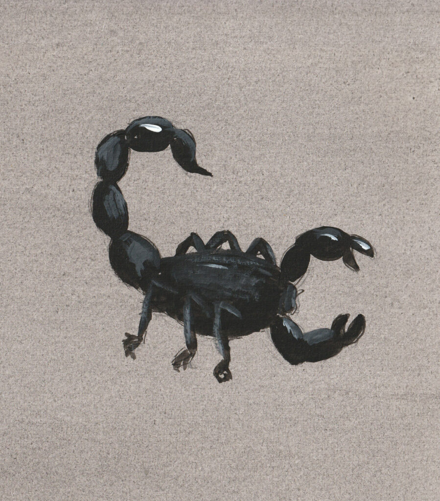 Skorpion schwarz