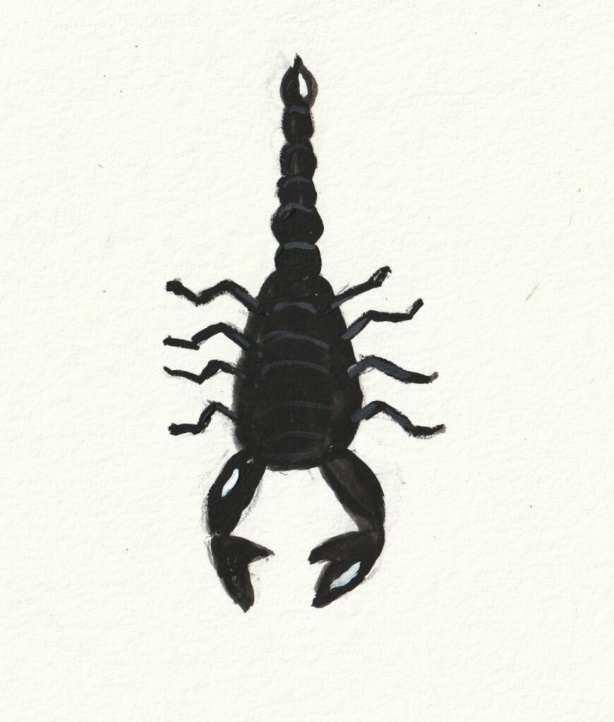 Skorpion Stirn