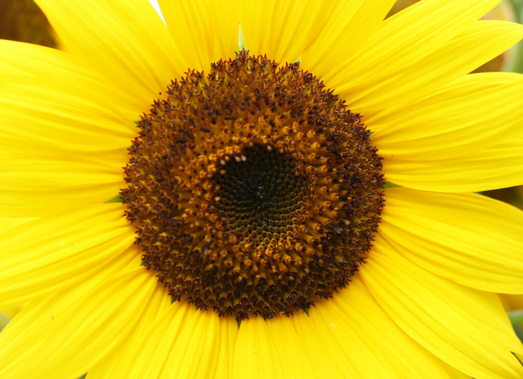 Sonnenblume Spirale