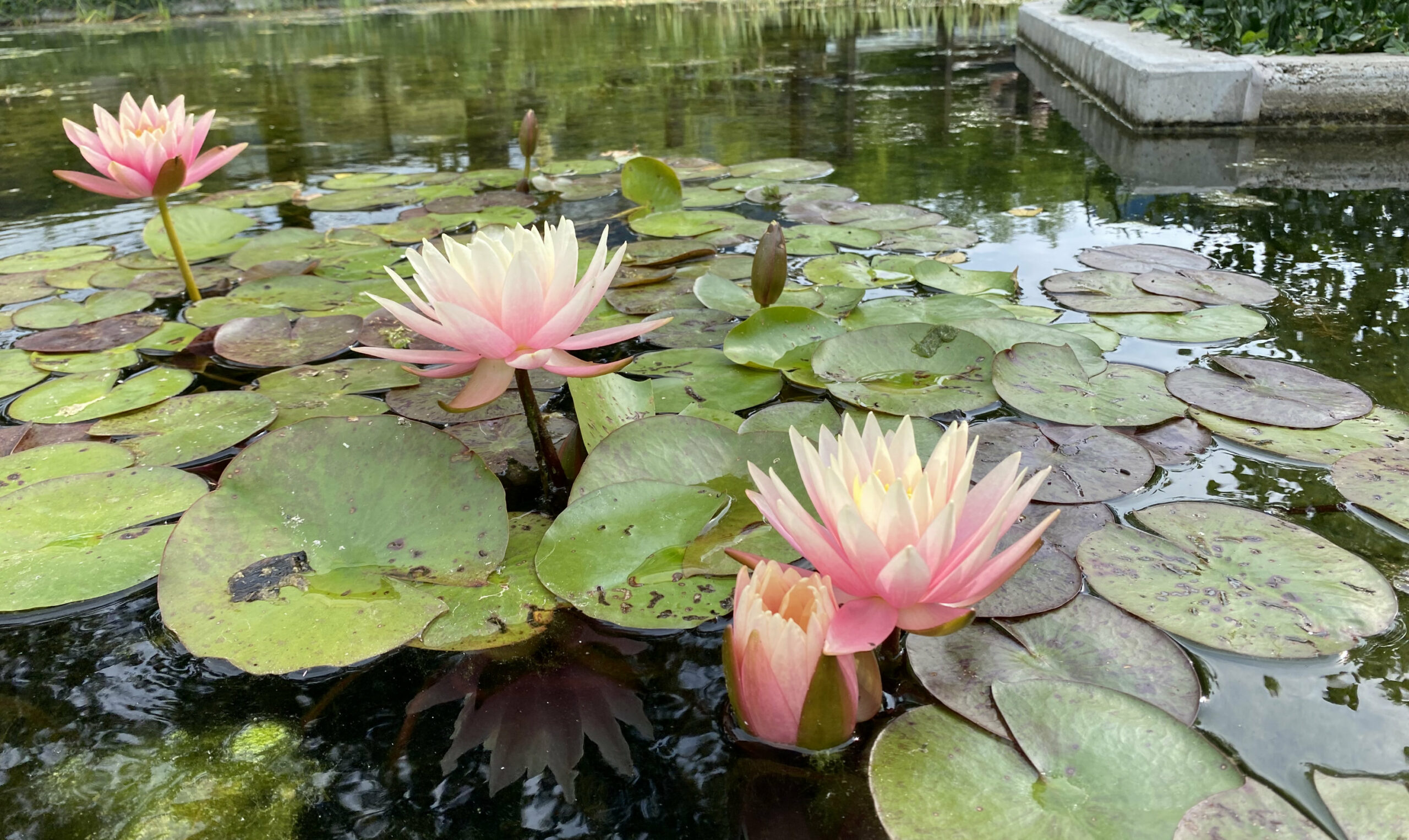 Lotus altes Symbol für energetische Struktur