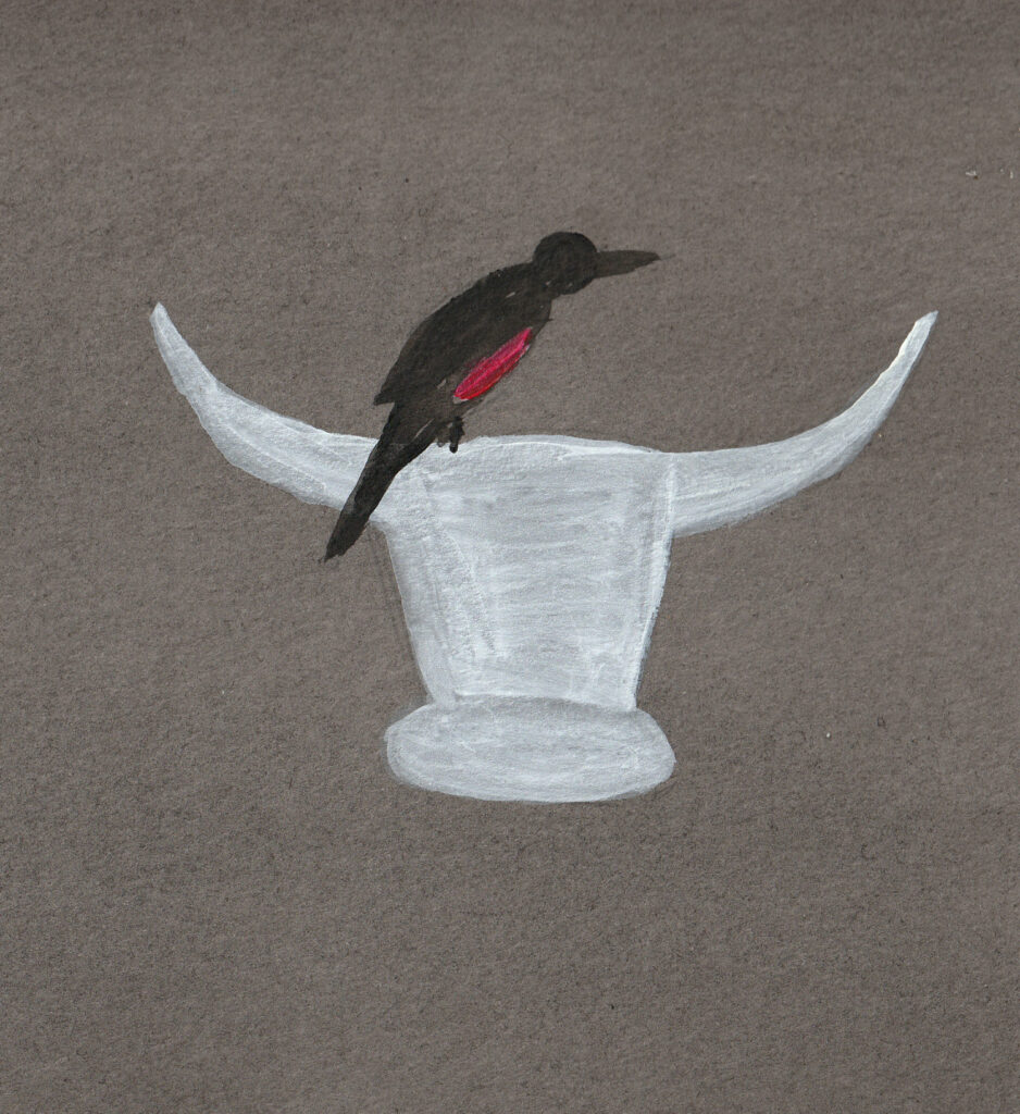 Stierkopf Vogel schwarz und rot
