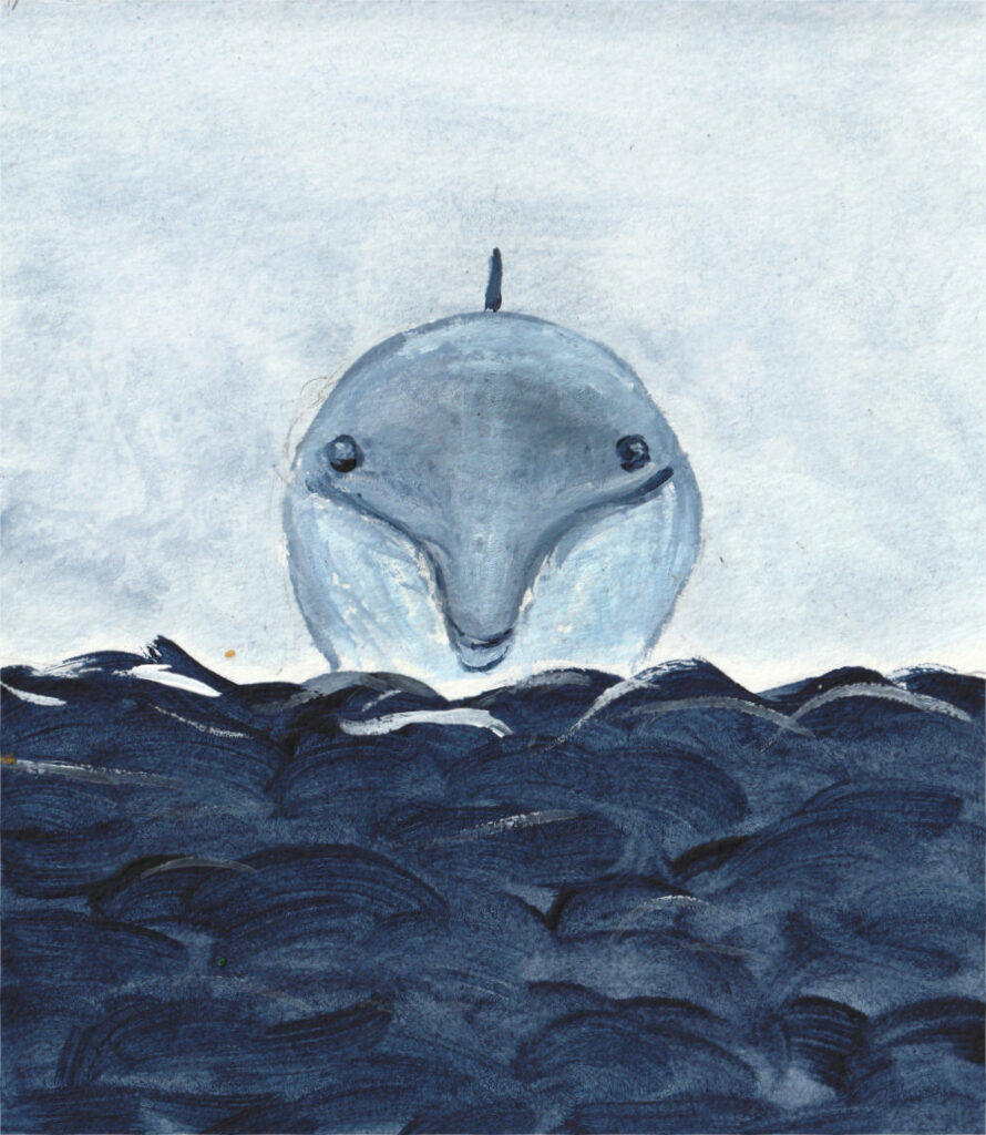 Delfin Wasser