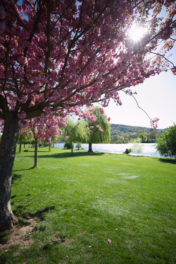 Kirschblüten