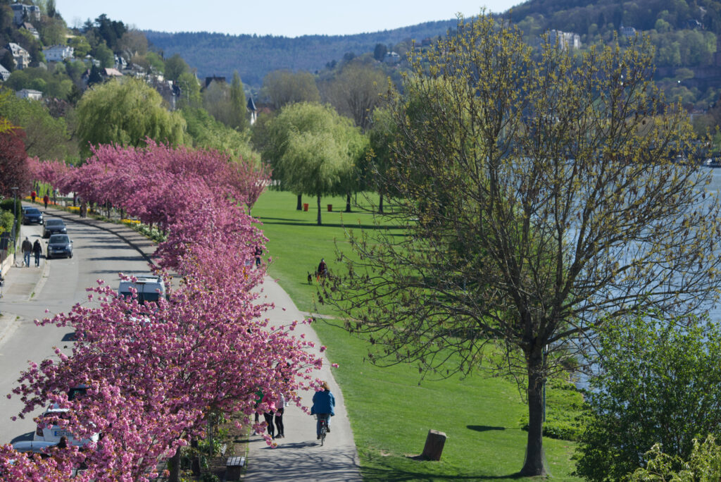 Kirschblüten