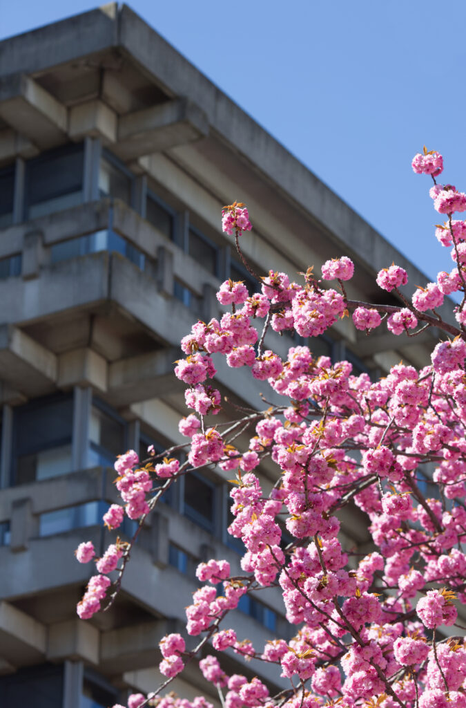 Kirschblüten
