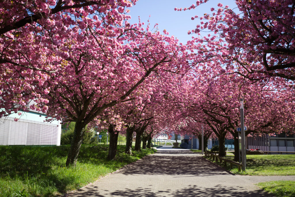 Kirschblüten