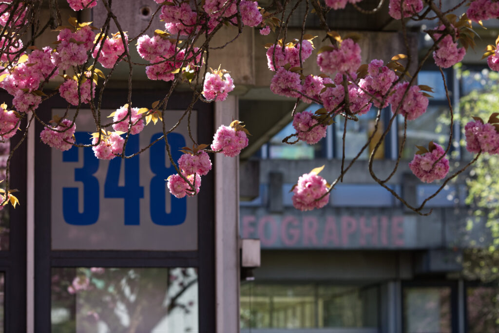 Kirschblüten
