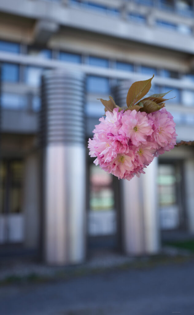 Kirschblüten