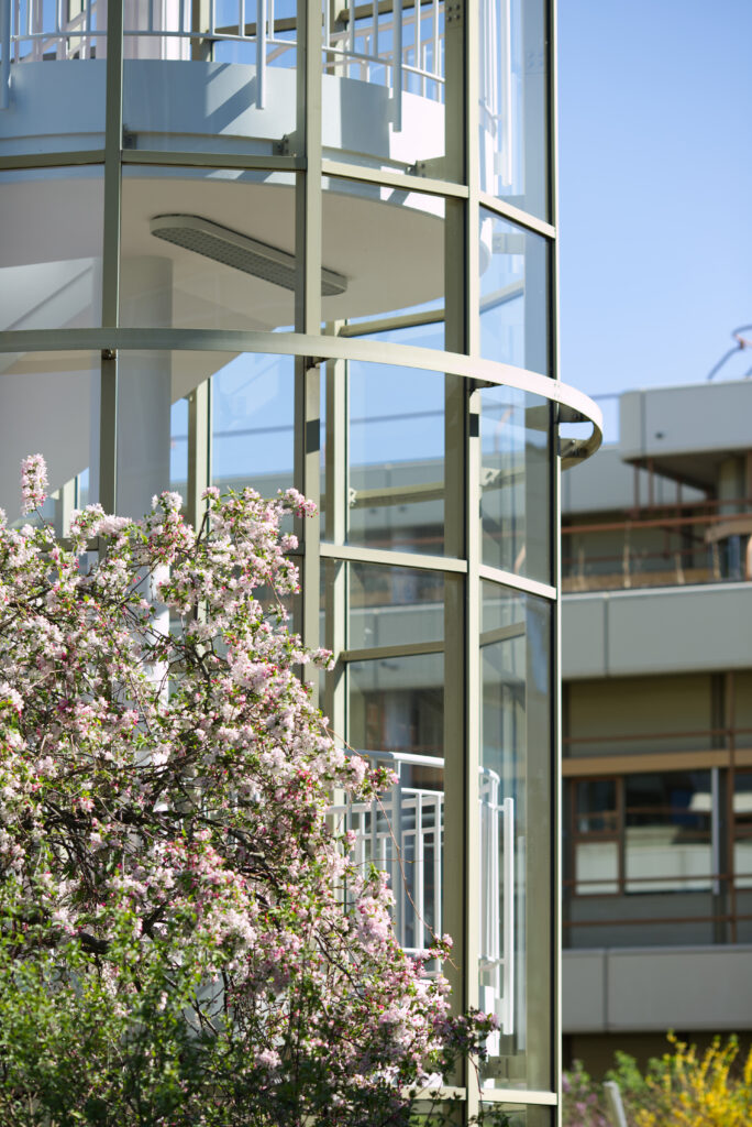 Kirschblüten