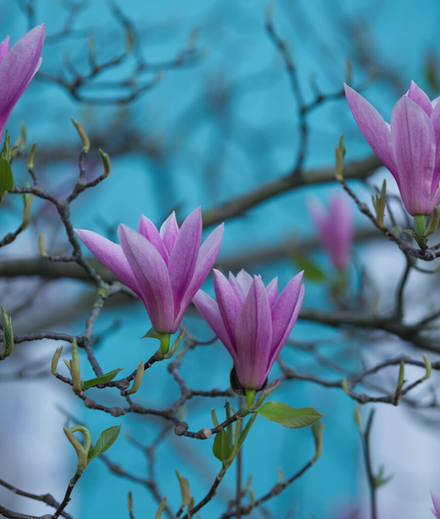 Magnolien