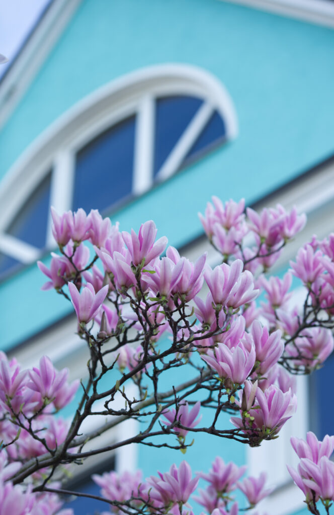 Magnolien