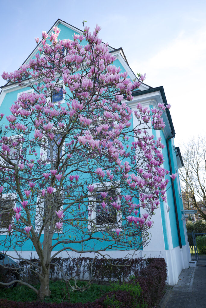 Magnolien