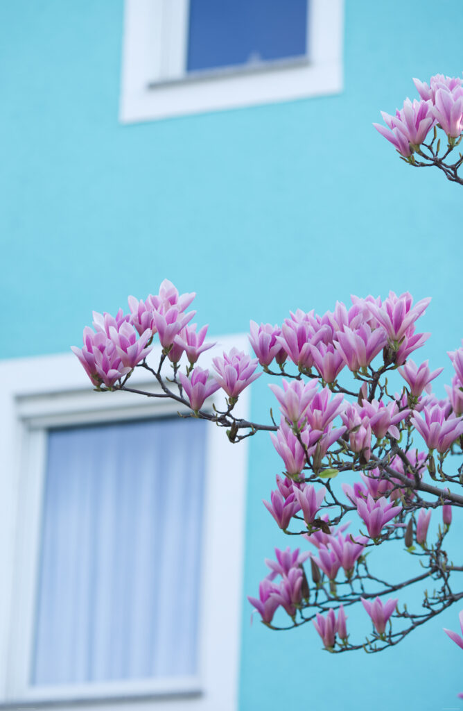 Magnolien