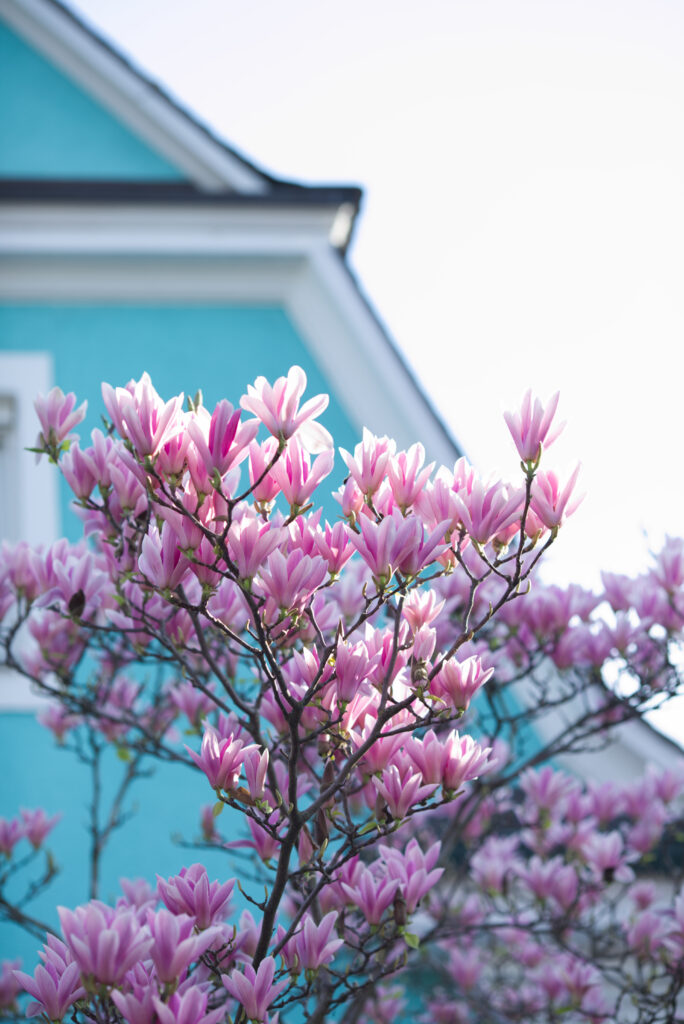 Magnolien