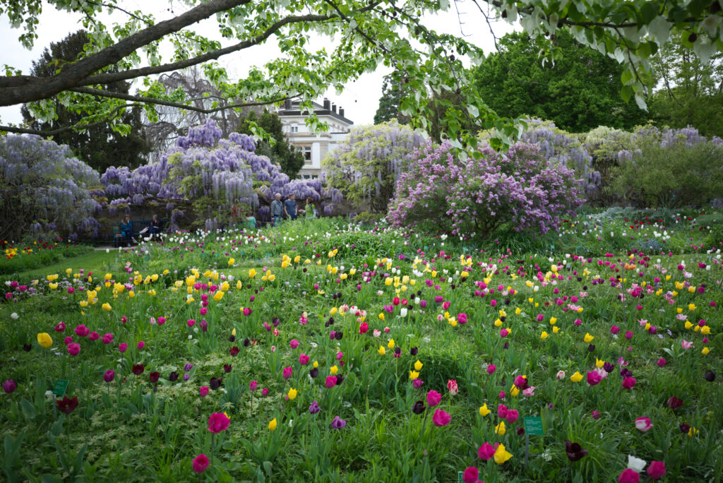 Blumen