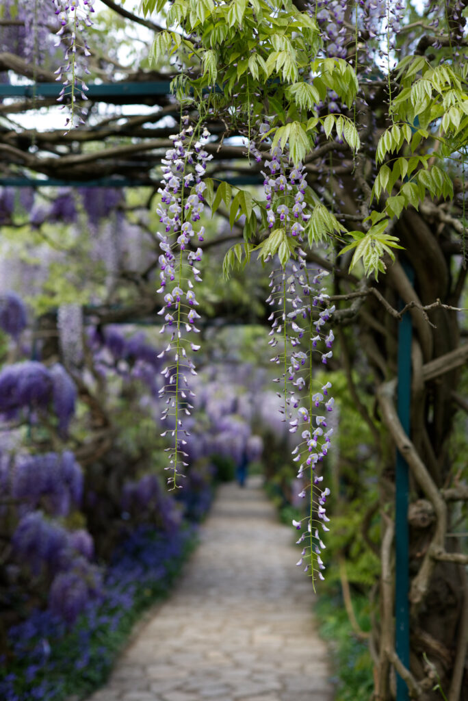 Blumen